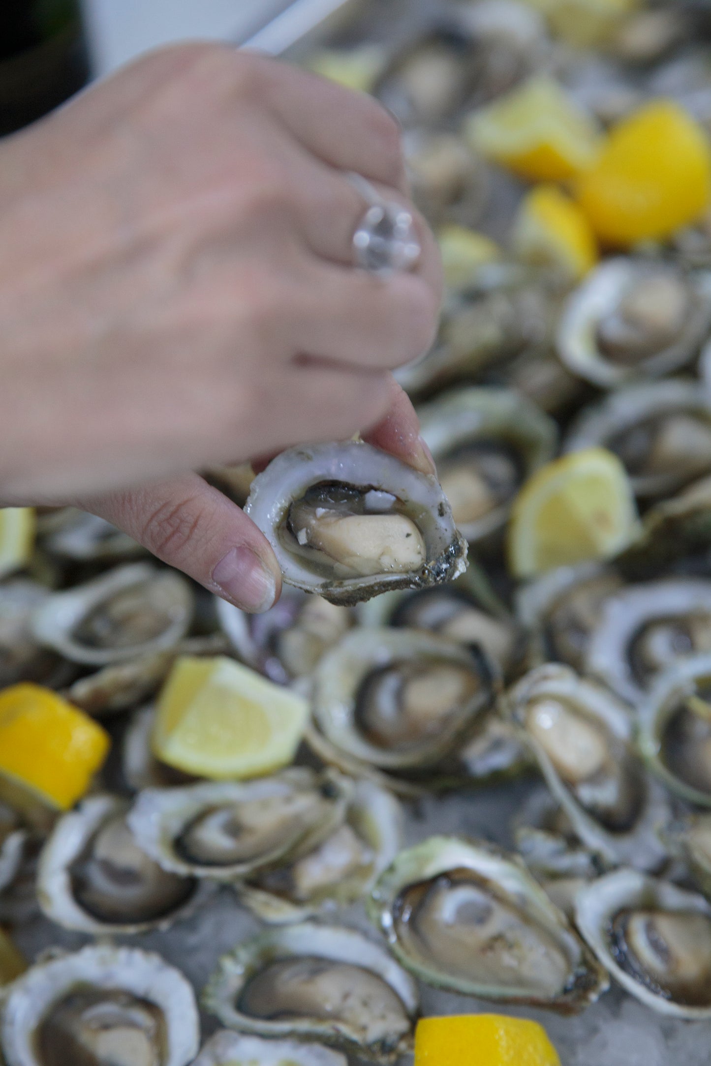 Ostras Chilenas de Chiloé 25 unidades