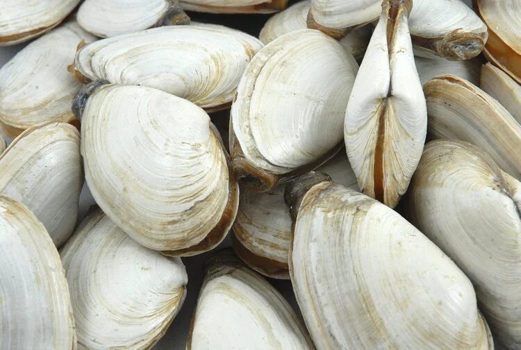 Almejas congeladas / Kg